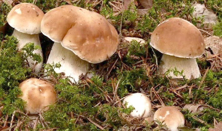 Что лучше делать с белыми грибами